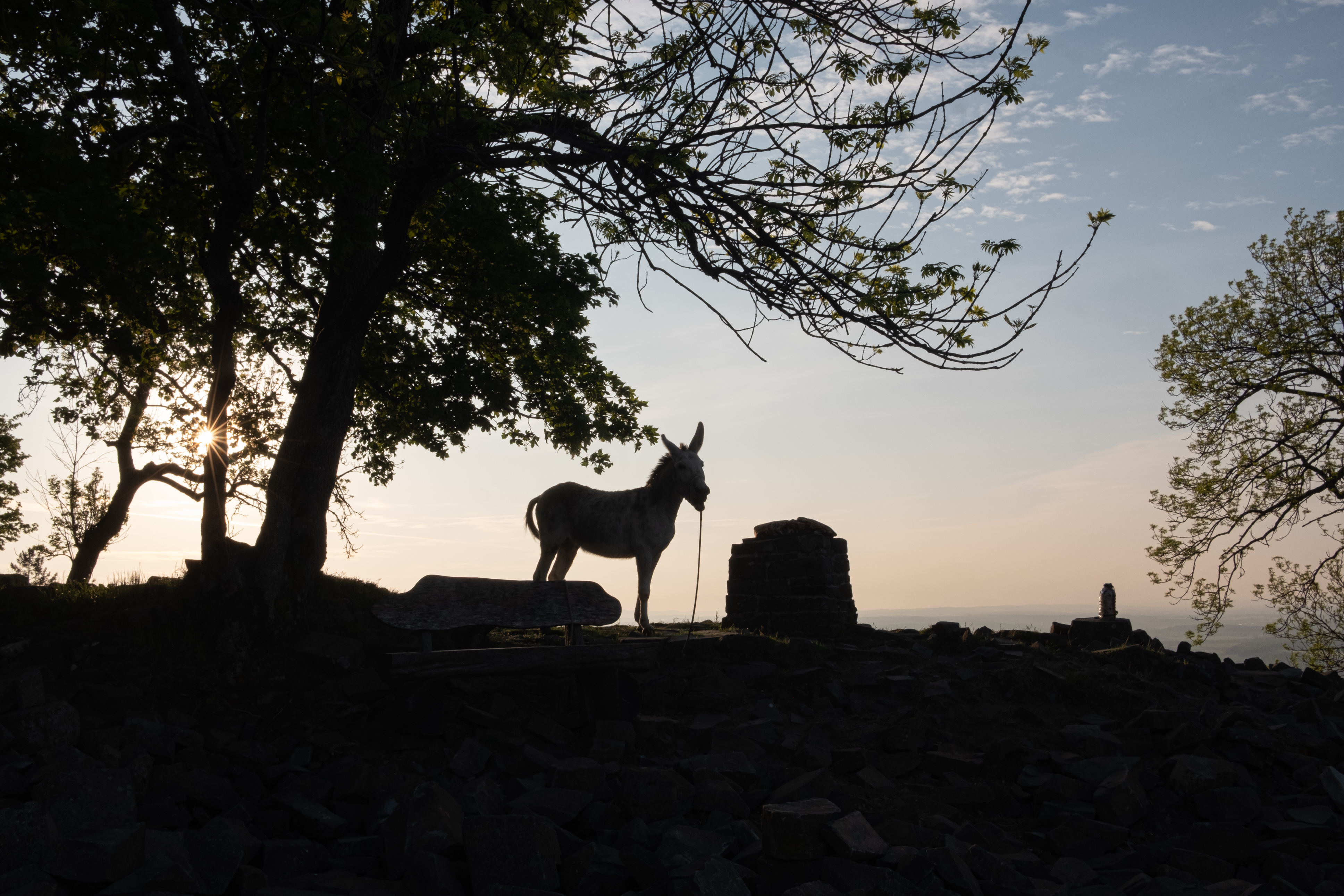 2020 05 Burial Of The White Man For Erik Niedling, Thuringia — Daniel 1 — Jeronim Horvat